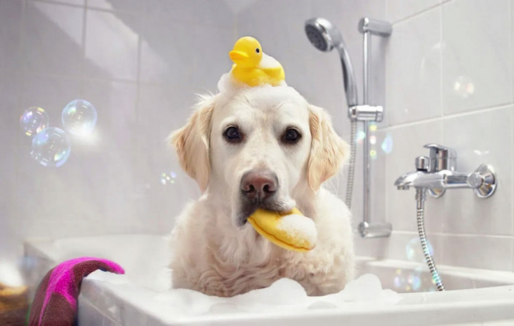 Dctr.Go Шампунь-бальзам для животных Sнampoo Therapy "Мультиуход" 1000 ml в Хабаровске